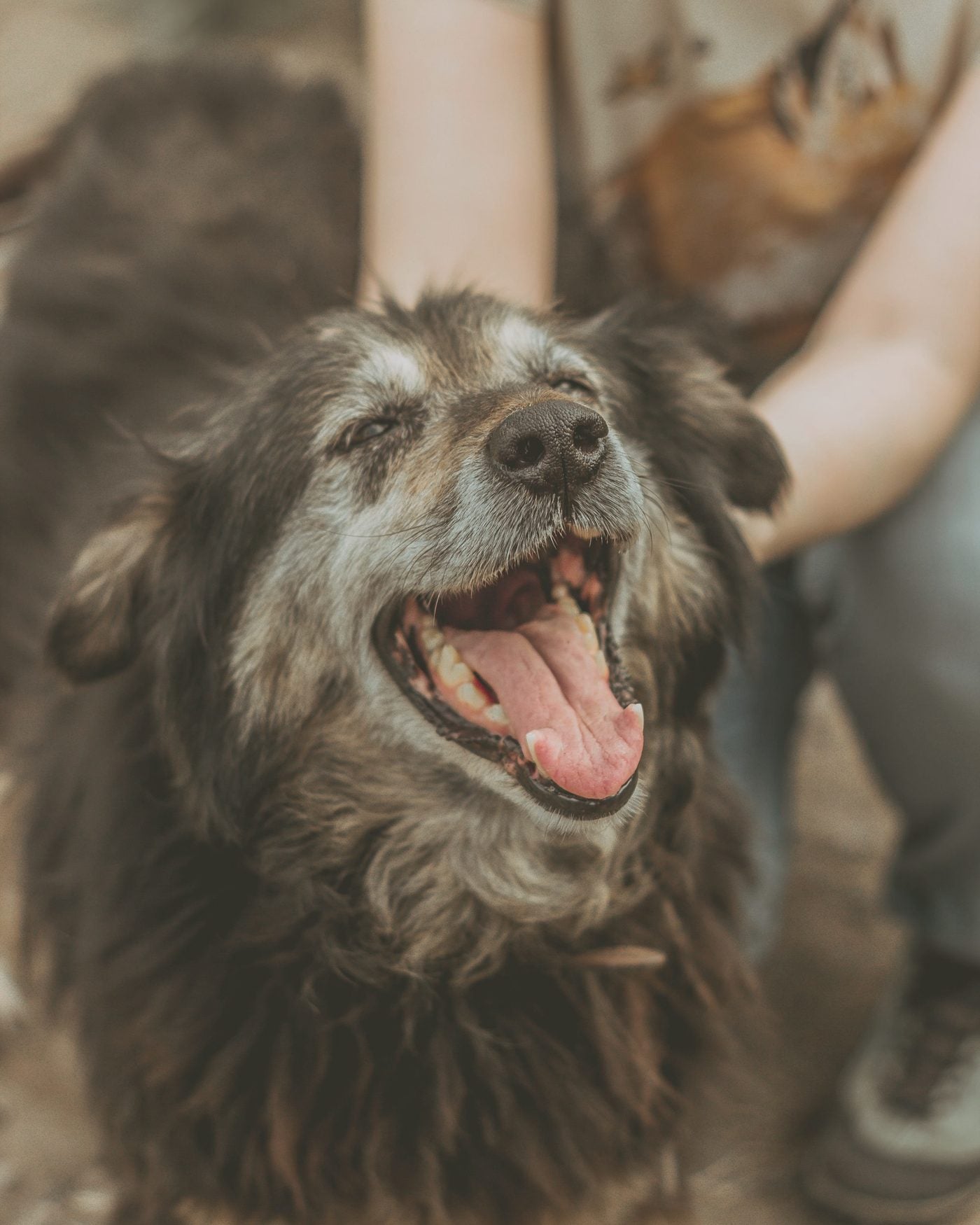 A happy senior dog being petted by its owner
